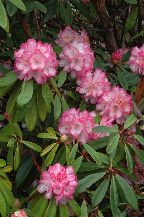 Vyrne's Rhododendrons: A Kaleidoscope of Beauty